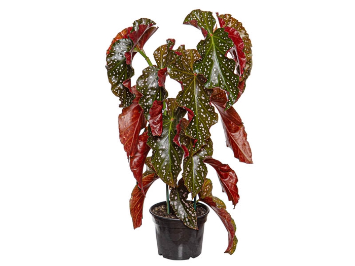 <h4>BEGONIA MARI P15</h4>