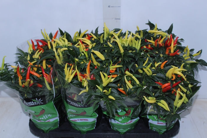 <h4>PIMENTA DEDO DE MOCA P14</h4>