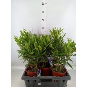 Nerium oleander   ...