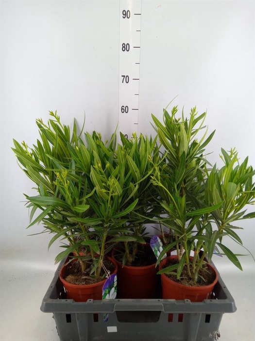 <h4>Nerium oleander   ...</h4>