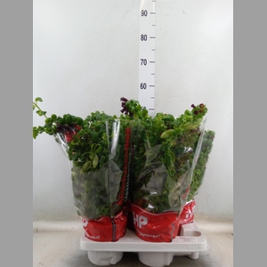 Aeschynanthus  'Rasta'