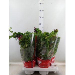 Aeschynanthus  'Rasta'