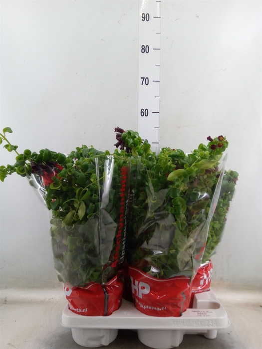 <h4>Aeschynanthus  'Rasta'</h4>