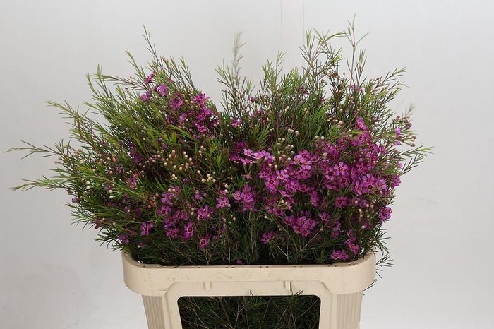 <h4>Chamelaucium Eden</h4>