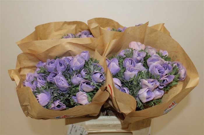 <h4>Anem Marianne Powder Lavender</h4>