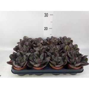 Echeveria   ...