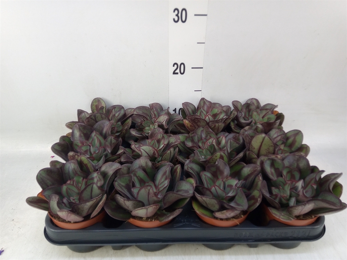 <h4>Echeveria   ...</h4>