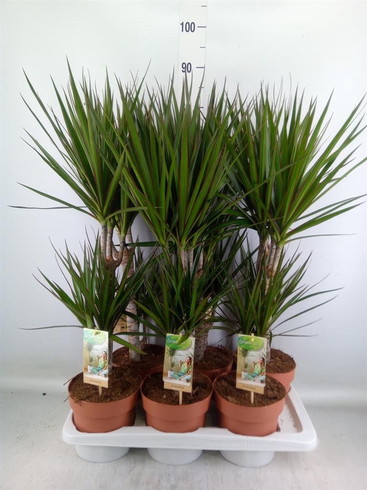 <h4>Dracaena marg.</h4>