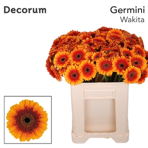 Germini Wakita Water