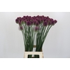 Allium Sphaerocephalon