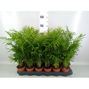 CHAMAEDOREA ELEGANS