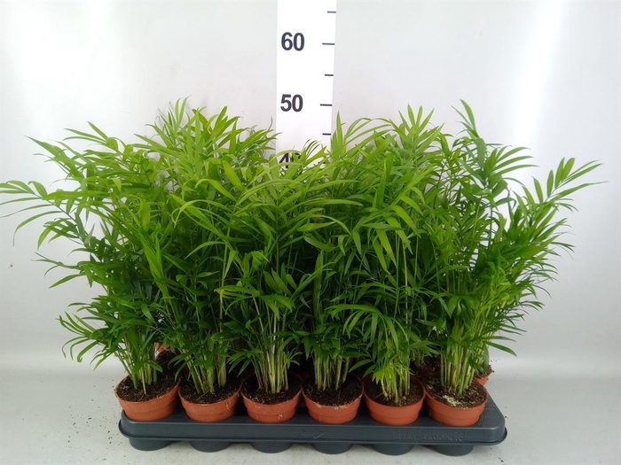 <h4>CHAMAEDOREA ELEGANS</h4>