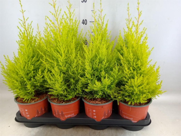 <h4>Cupressus macro. 'Goldcrest Wilma'</h4>