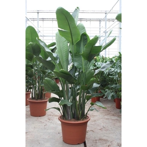 Strelitzia nicolai
