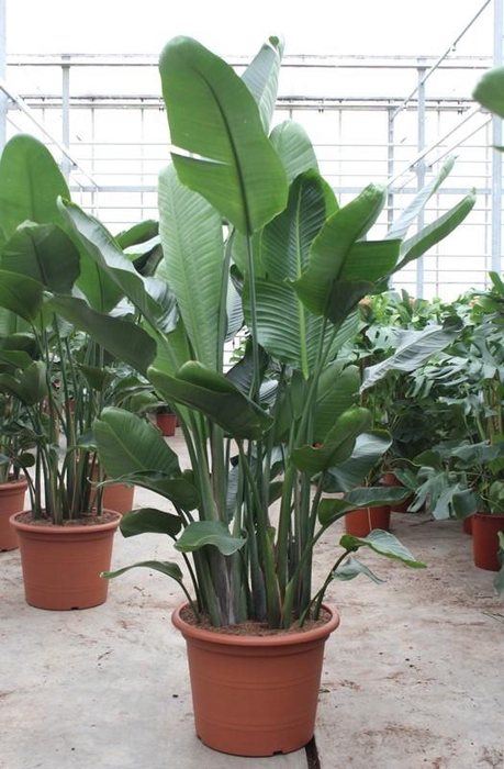 <h4>Strelitzia nicolai</h4>