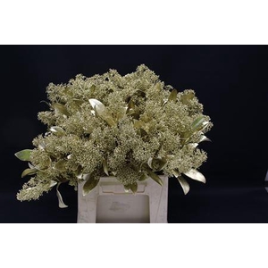 Skimmia Goud