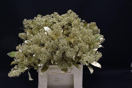 <h4>Skimmia Goud</h4>