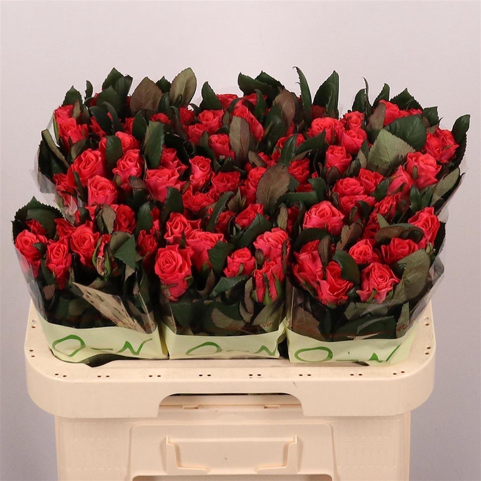 <h4>R Gr Pink Tacazzi+</h4>