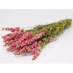 DROOG DELPHINIUM ROS