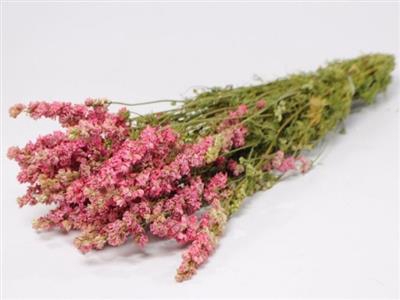 <h4>DROOG DELPHINIUM ROS</h4>