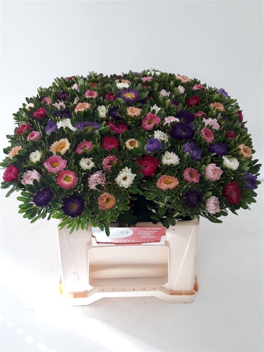 <h4>Callis Gem 7 Kleur In Bos</h4>