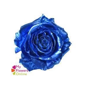 R Gr Tinted Blue 50cm EC