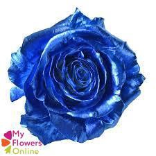 <h4>R Gr Tinted Blue 50cm EC</h4>
