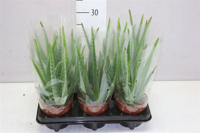 <h4>Aloe Vera</h4>