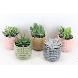 arr3 OV - Ker. Fortaleza x8