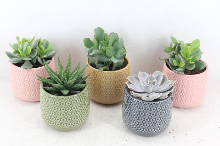 <h4>arr3 OV - Ker. Fortaleza x8</h4>