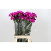 Dianthus St Tiepolo Fucsia