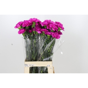 Dianthus St Tiepolo Fucsia