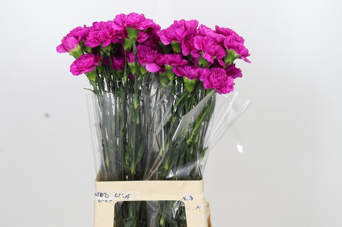 <h4>Dianthus St Tiepolo Fucsia</h4>
