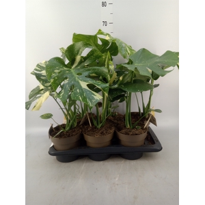 Monstera delic. 'Thai Constellatio'