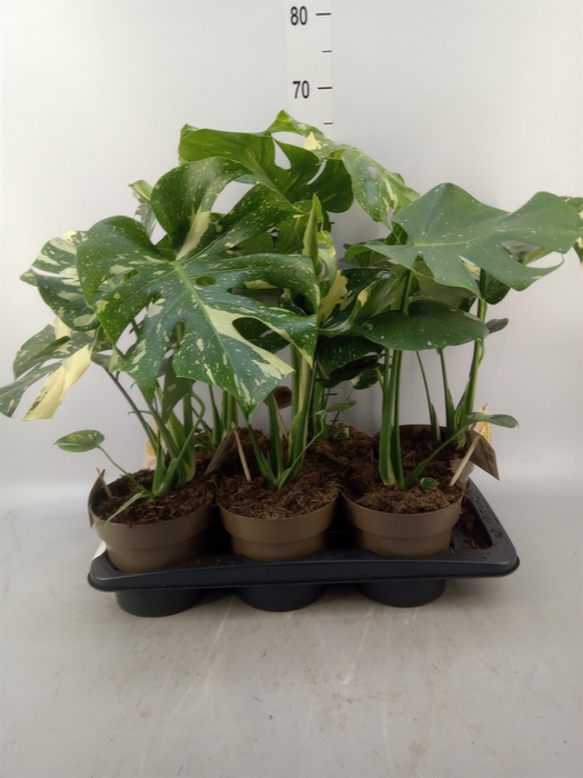 <h4>Monstera delic. 'Thai Constellatio'</h4>