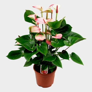 Anthurium 'Princess Amalia Elegance'