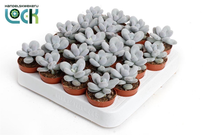 <h4>Pachyphytum Oviferum</h4>