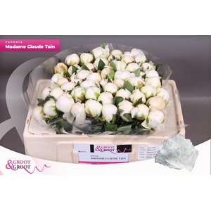 Paeonia Madame Claude Tain | Heavy Quality