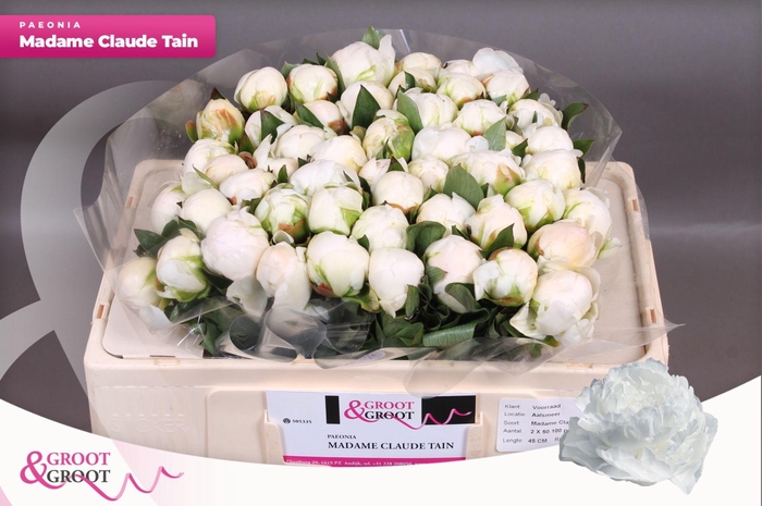 <h4>Paeonia Madame Claude Tain | Heavy Quality</h4>