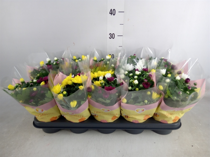 <h4>Chrysanthemum   ..mix/pot</h4>