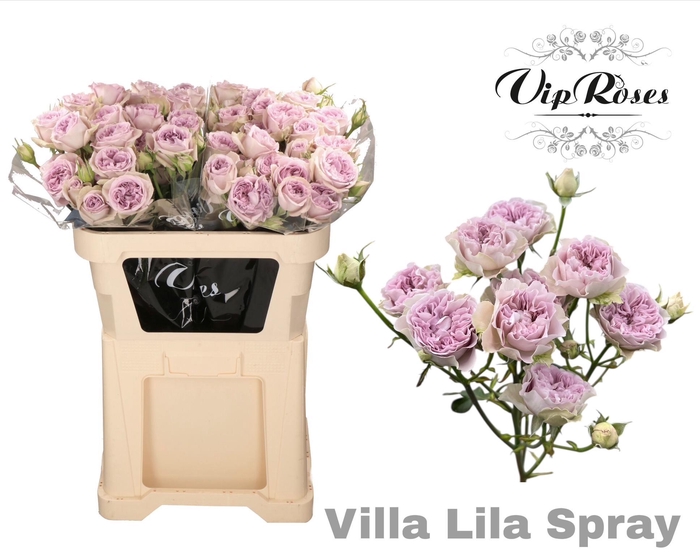 <h4>R TR VILLA LILLA</h4>