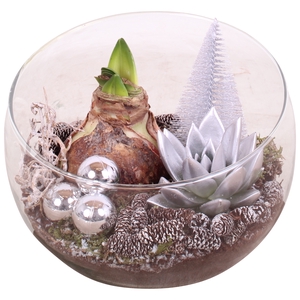 Opm Christmas Arr. Amaryllis Glass Bowl