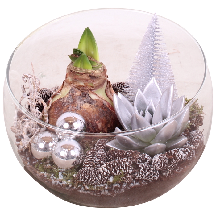 <h4>Opm Christmas Arr. Amaryllis Glass Bowl</h4>