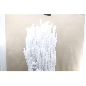 Betula 120cm Gesneeuwd