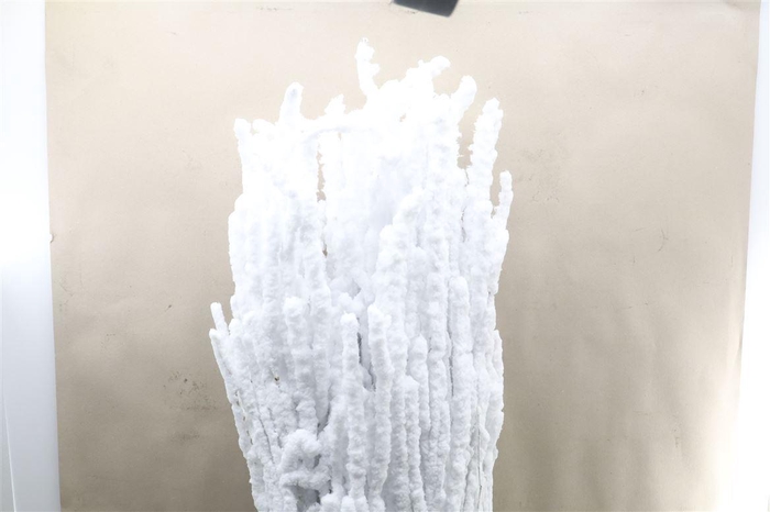 <h4>Betula 120cm Gesneeuwd</h4>