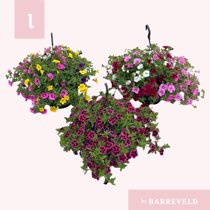 <h4>Calibrachoa</h4>