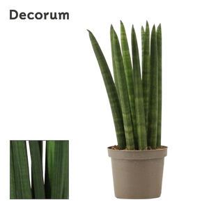 Sansevieria Cylindrica 9 cm Straight (Decorum)