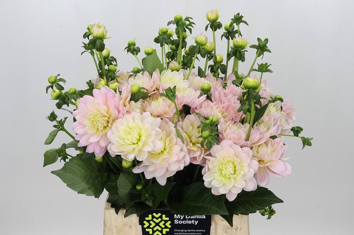 <h4>Dahlia Dianas Memory</h4>