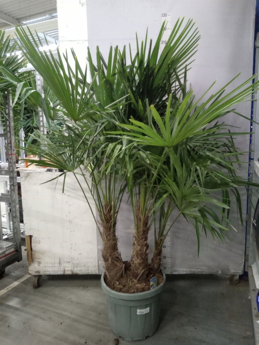 <h4>Trachycarpus fortunei</h4>