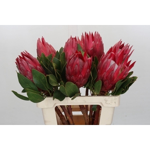 Protea Cynaroides Madiba